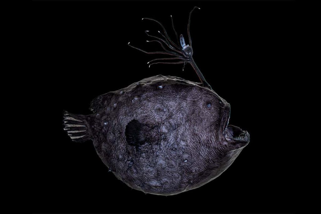 Unusual anglerfish glows with bioluminescent and fluorescent light | New Scientist